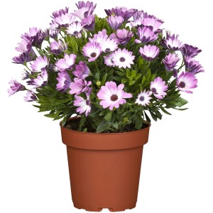 Kapkörbchen im Topf, lila-weiße Blüten, ca. 14 cm Topf-Durchmesser. Blühende Beet- und Balkonpflanze.