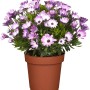 Kapkörbchen im Topf, lila-weiße Blüten, ca. 14 cm Topf-Durchmesser. Blühende Beet- und Balkonpflanze.