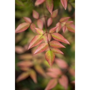 Detailaufnahme der rot-grünen Blätter des Nandina Domestica Himmelsbambus Strauchs.