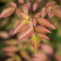 Detailaufnahme der rot-grünen Blätter des Nandina Domestica Himmelsbambus Strauchs.