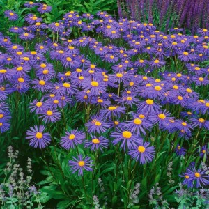 Violette Sommerastern (Aster Tongolensis Napsbury) mit gelber Mitte im 9x9 cm Topf.