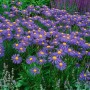 Violette Sommerastern (Aster Tongolensis Napsbury) mit gelber Mitte im 9x9 cm Topf.