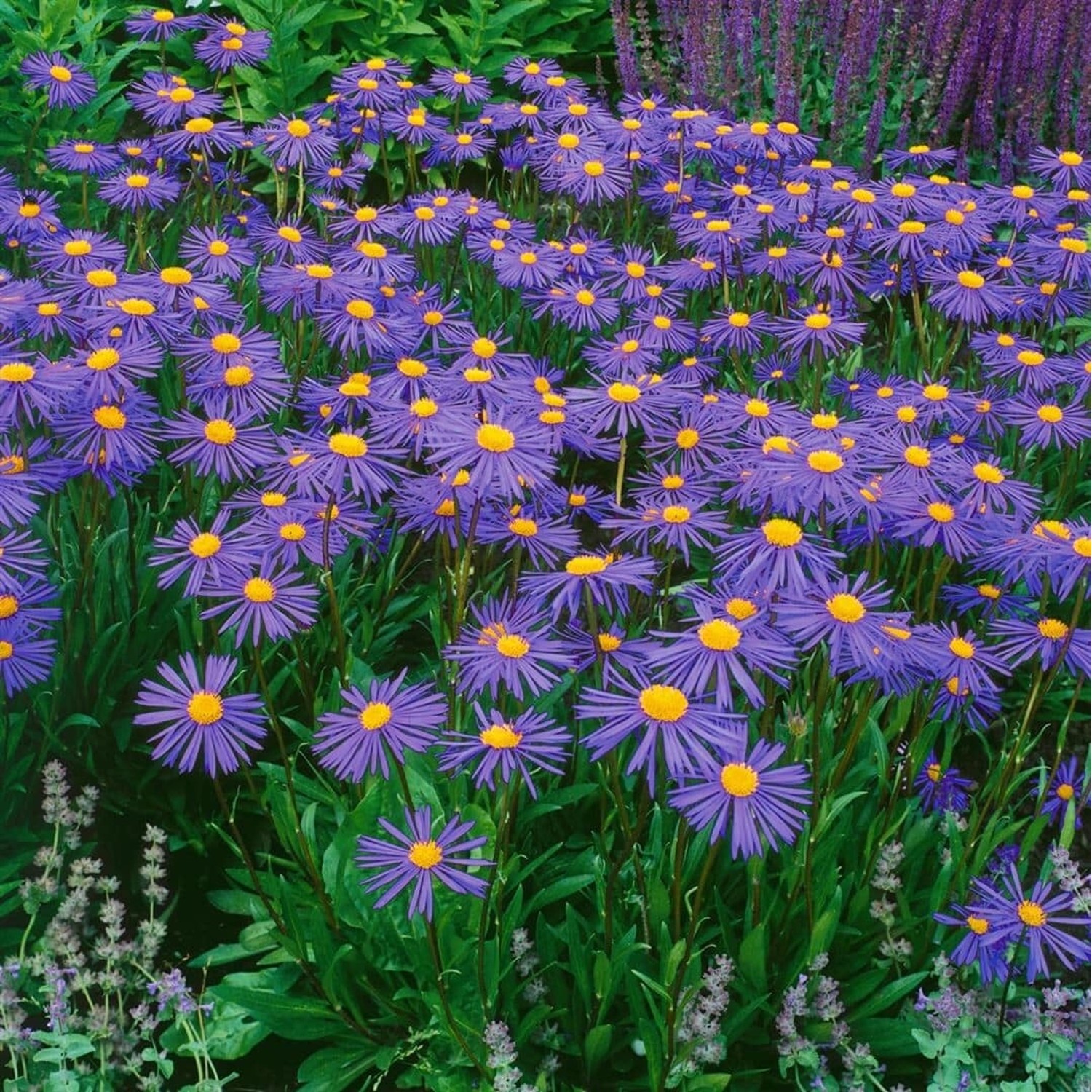 Aster Tongolensis Napsbury Sommeraster Ca. 9x9 cm Topf günstig online kaufen
