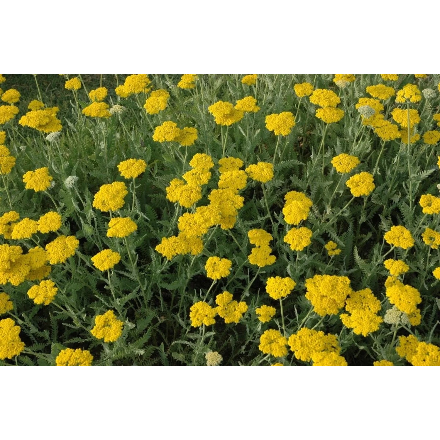 Schafgarbe 'Coronation Gold' mit leuchtend gelben Blüten im Beet.