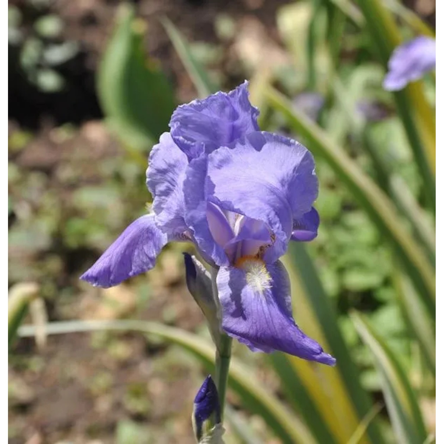 Bleiche Schwertlilie Variegata - Iris pallida
