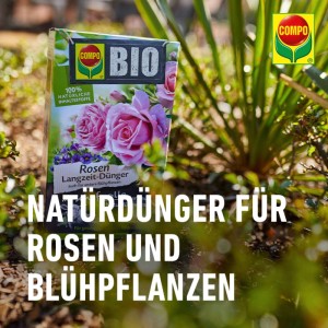 Packung Compo Bio Rosen Langzeit-Dünger mit Schafwolle vor Rosenpflanzen.