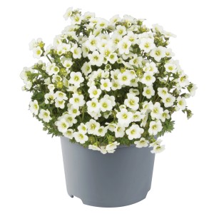 Garten-Moos-Steinbrech (Saxifraga arendsii Mix) im Topf, ca. 18 cm hoch, mit weißen Blüten.