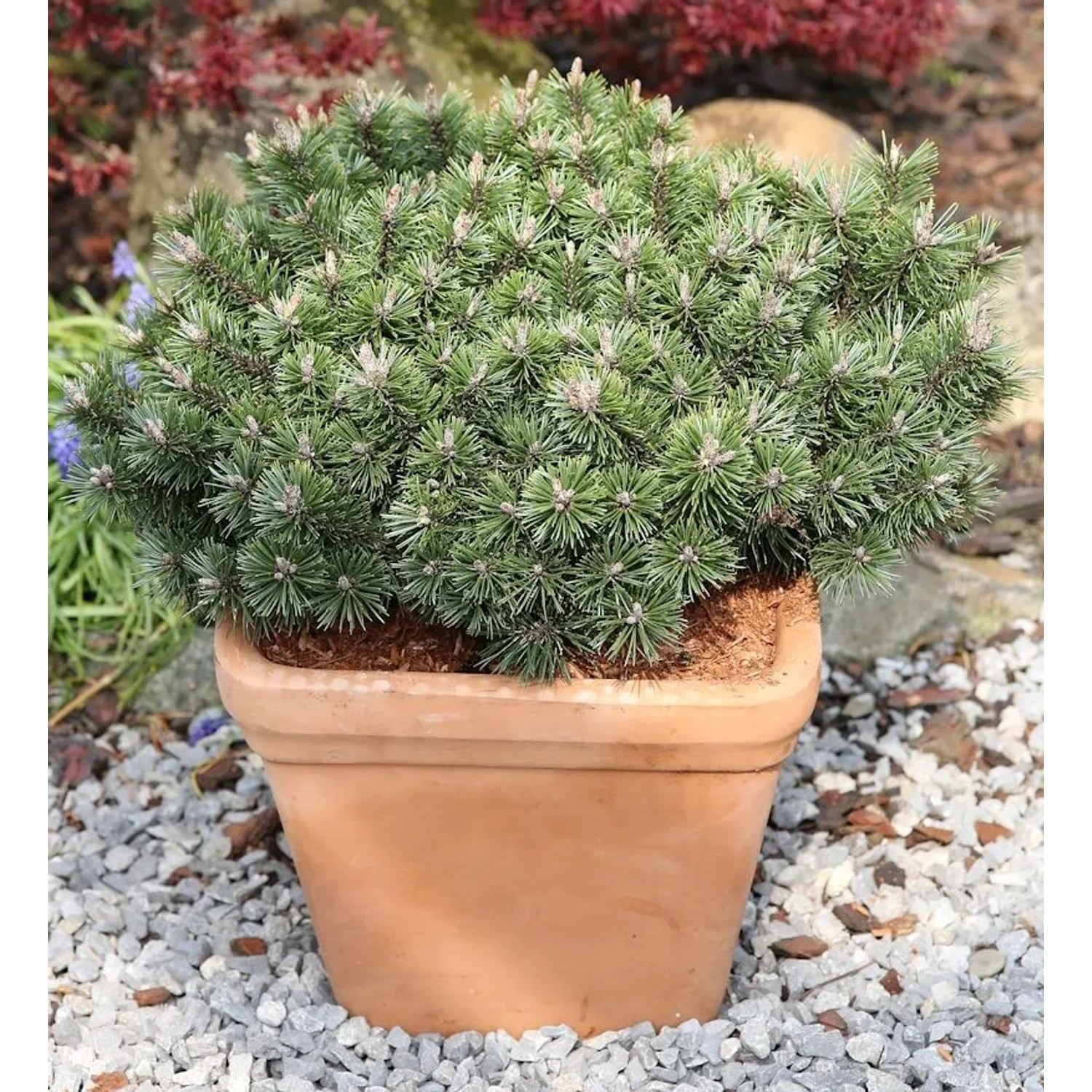 Zwerg Strauchkiefer Noack 40-50cm - Pinus mugo