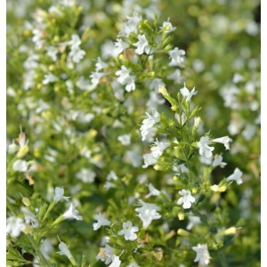 Nahaufnahme der kleinblättrigen Bergminze White Cloud (Calamintha nepeta) mit weißen Blüten.