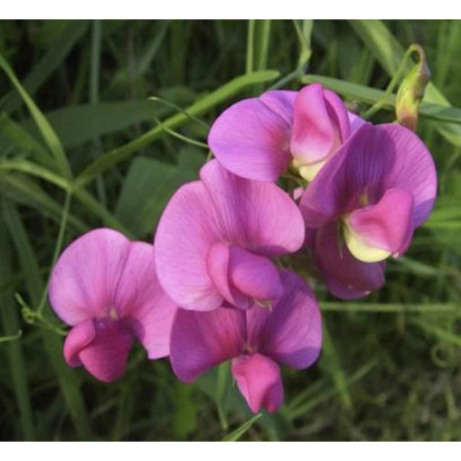 Staudenwicke Rosa Perle - Lathyrus latifolius günstig online kaufen