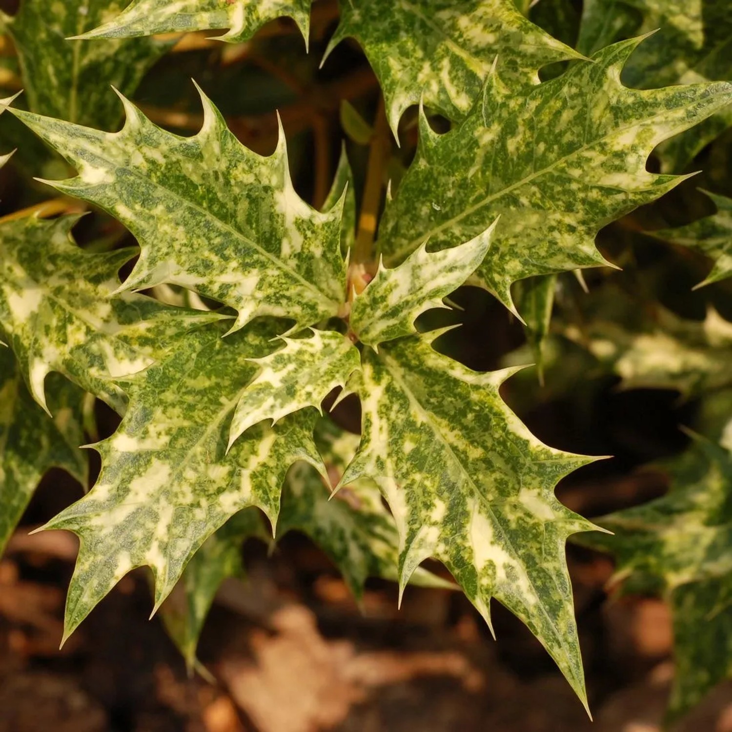 Duftblüte 'Goshiki' Osmanthus heterophyllus 40 bis 50 cm im Container Buntlaubig