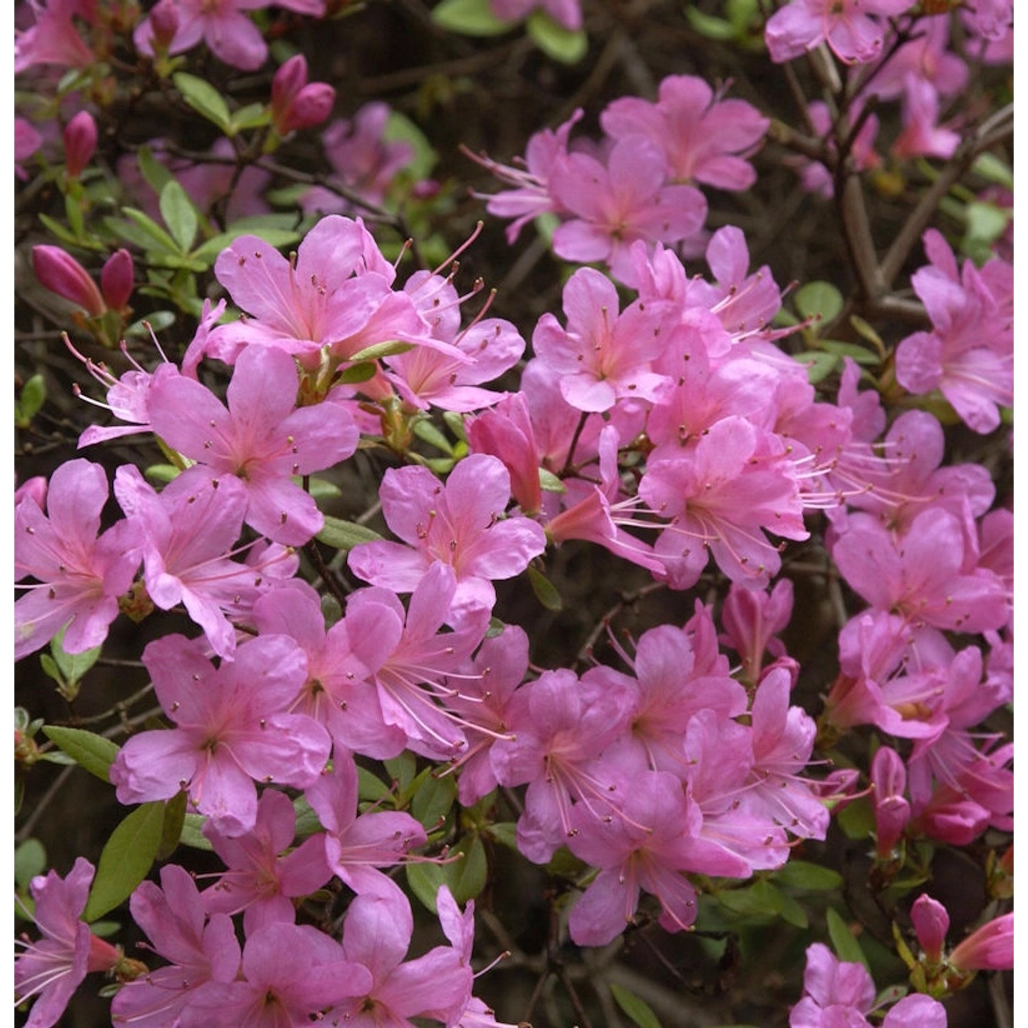 Japanische Azalee Hinomayo 20-25cm - Rhododendron obtusum günstig online kaufen