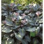 Funkie Touch of Class - Hosta cultorum