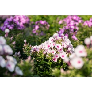 Rosa Flammenblume 'Kirmesländler' im Topf, eine blühende Staude für Beet und Garten.