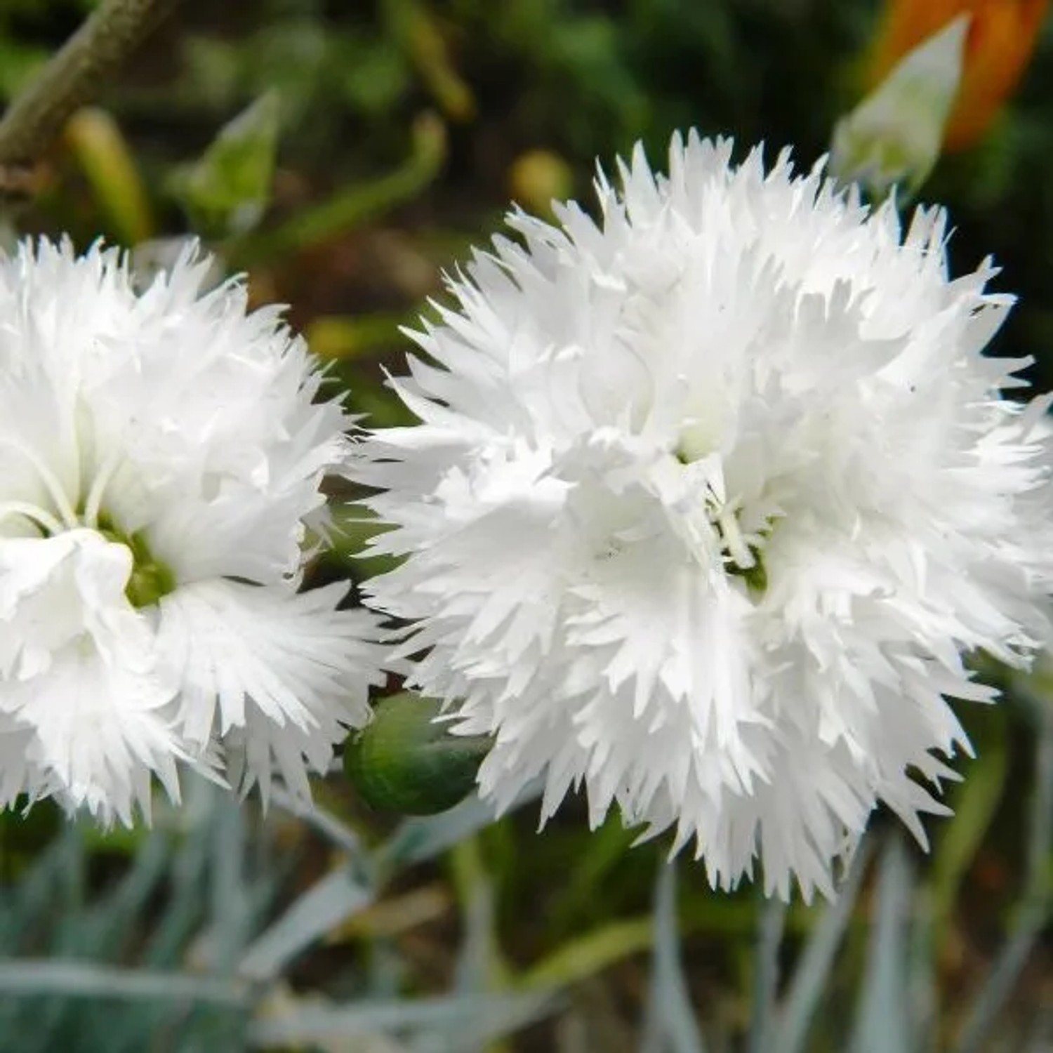 6 x Federnelke 'Haytor White' Dianthus plumarius Topf 9cm Weiße Blüten