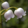 Maiglöckchen Grandiflora Convallaria majalis kaufen bei OBI