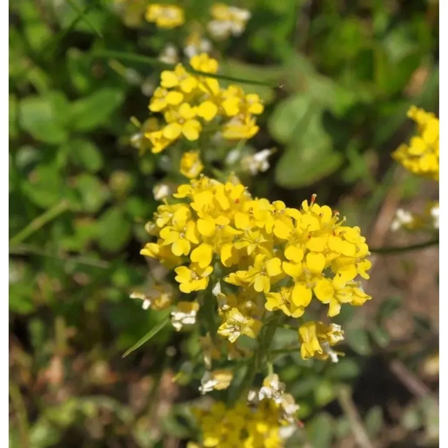 Bergsteinkraut - Alyssum montanum