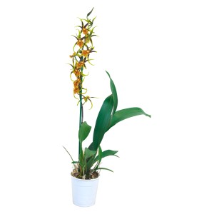 Gelbe Cambria-Orchidee "Mystic Maze" im weißen Topf. Exotische Zimmerpflanze mit auffälligen Blüten.