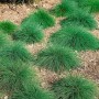 Blaugrüner Festuca Ovina Eisvogel Schwingel im 9x9 cm Topf, buschig wachsend.