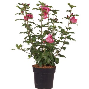 Garteneibisch 'Woodbridge' im Topf mit rosa Blüten. Hibiskus für Garten und Terrasse.