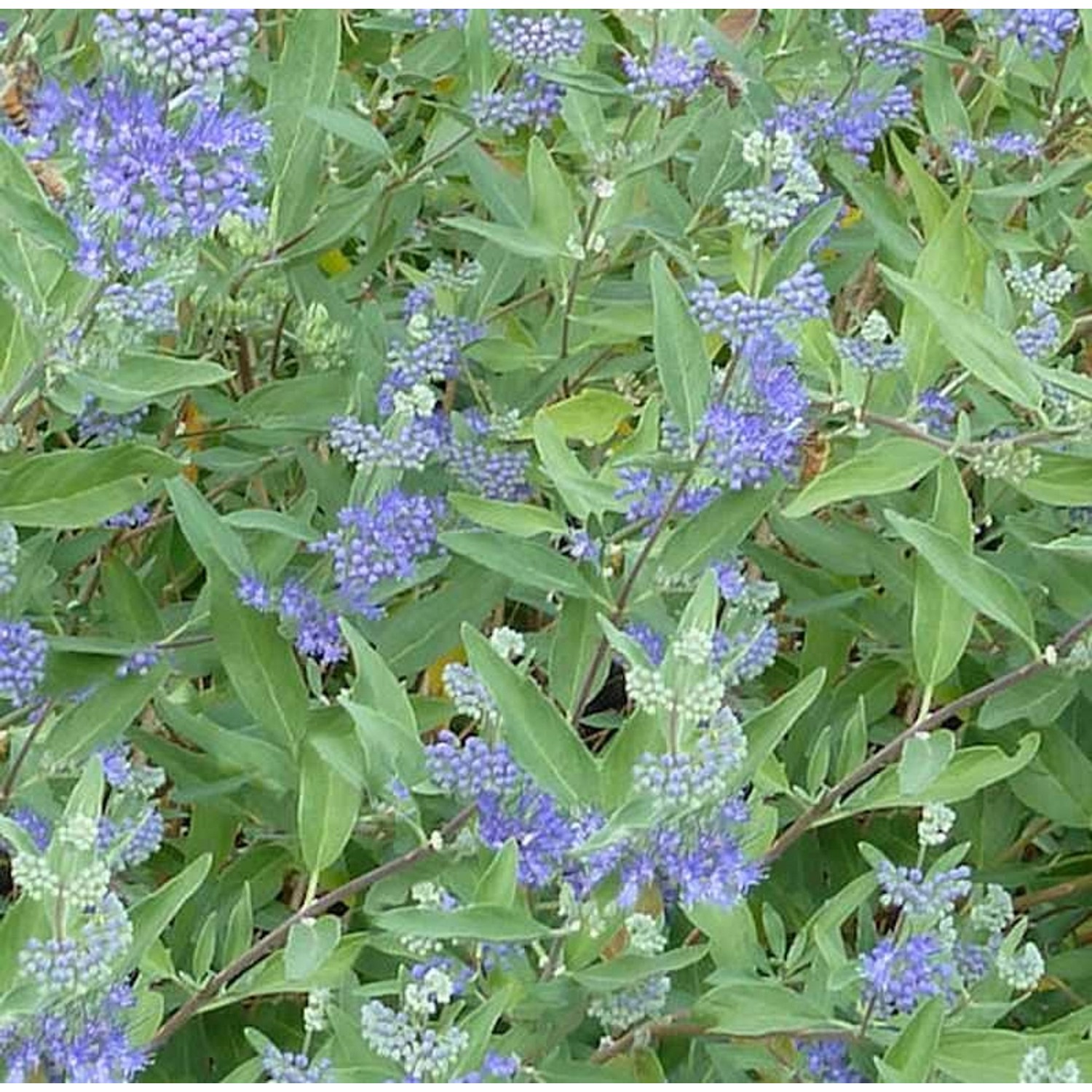 Bartblume Blue Balloon 40-60cm - Caryopteris clandonensis günstig online kaufen