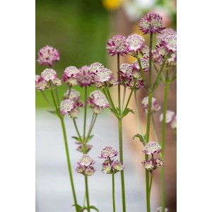 Foto der Sterndolde Astrantia Major 'Abbey Road' im 11x11 cm Topf. Dunkelrote Blüten, ideal für Beete.