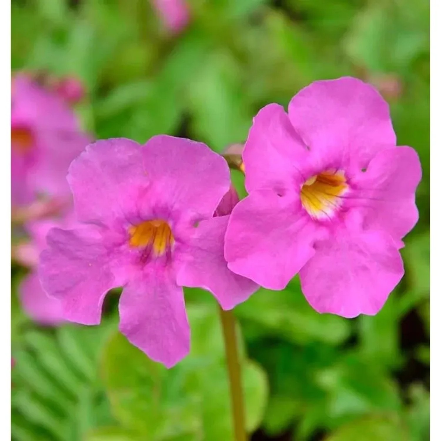 Freilandgloxine - Incarvillea delavayi