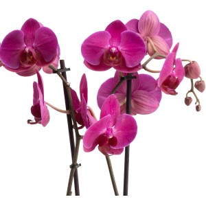 Schmetterlingsorchidee Stellenbosch mit violetten Blüten im Topf, ca. 60-70 cm hoch.