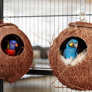 2er Set Vogelhäuser aus Kokosnuss mit Vögeln in Käfigumgebung.
