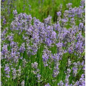 Blühender Lavendel Phenomenal im Topf. Lila Blütenstände im grünen Feld.