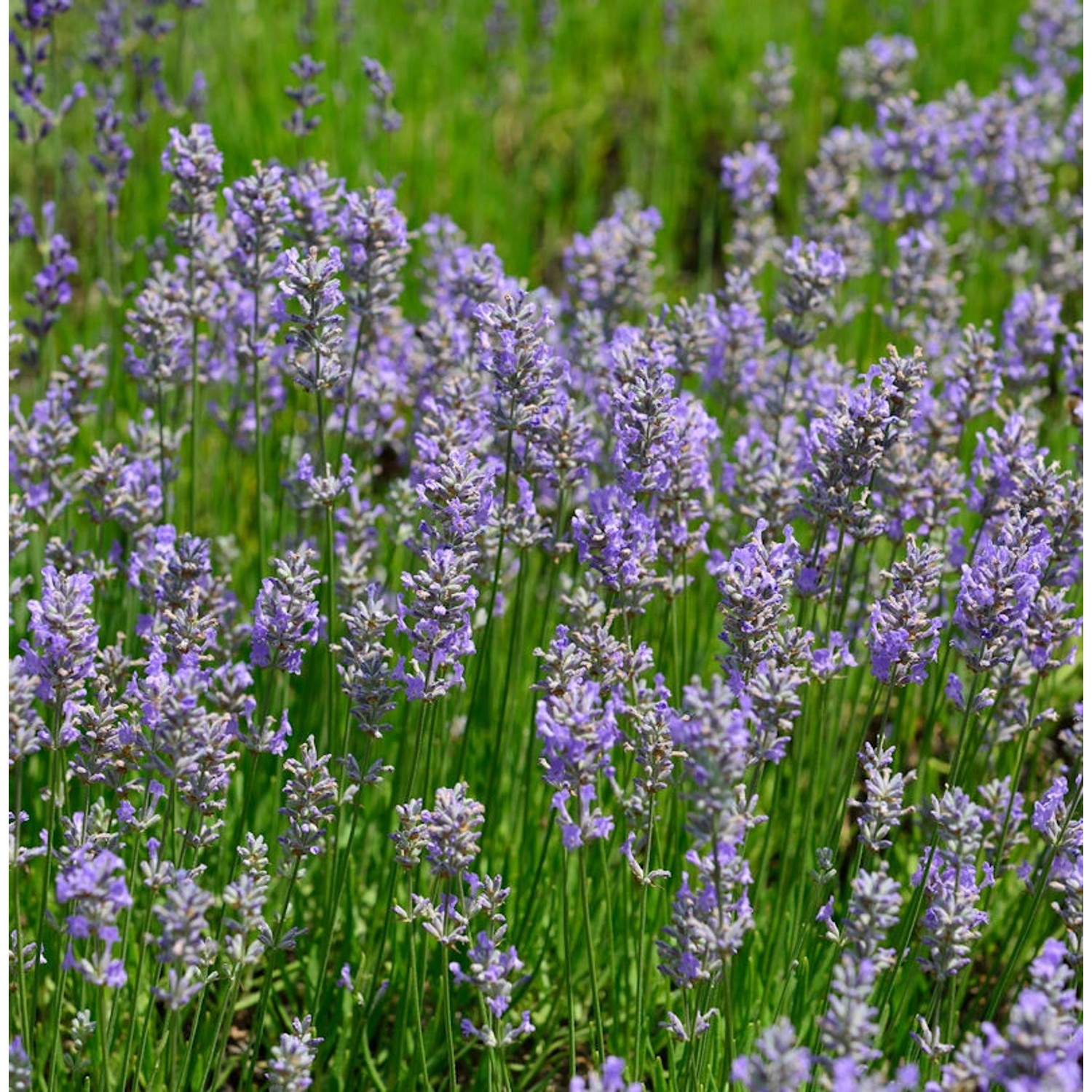 Lavendel Phenomenal - großer Topf - Lavandula intermedia günstig online kaufen