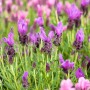 Blühender Lavendel 'Dark Anouk' auf Stamm, violette Blüten, grüne Blätter. Dekorative Gartenpflanze.