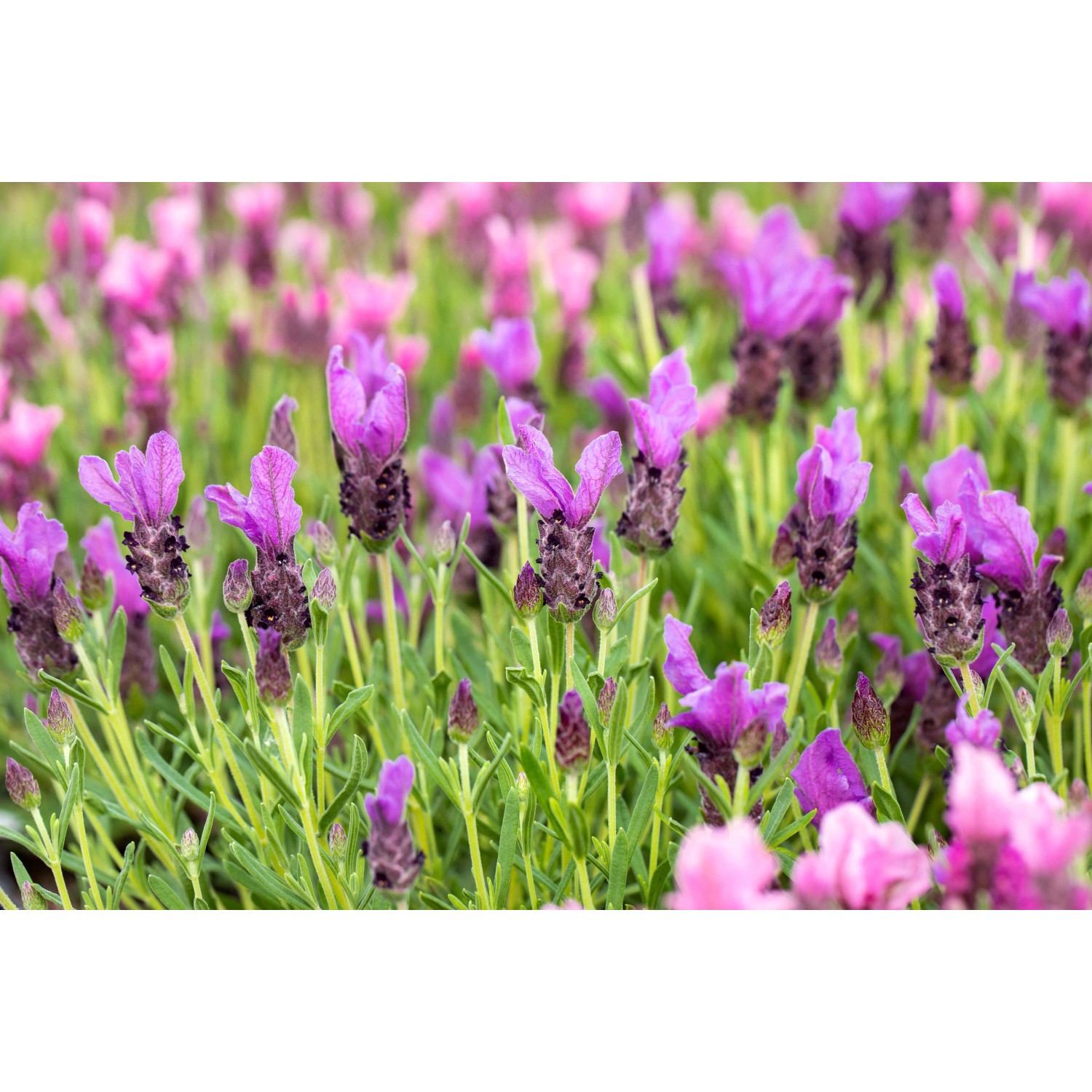 Blühender Lavendel 'Dark Anouk' auf Stamm, violette Blüten, grüne Blätter. Dekorative Gartenpflanze.