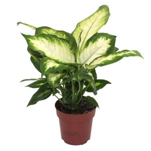 Dieffenbachie Camilla im Topf, grüne Zimmerpflanze mit weiß gemusterten Blättern.