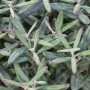 Nahaufnahme der blaugrünen Blätter der Andromeda Polifolia Blue Ice Lavendelheide.