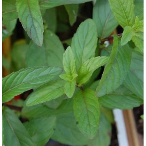 Frische, grüne Pfefferminze 'Mojito' (Mentha piperita) im Detail. Ideal für Garten und Küche.