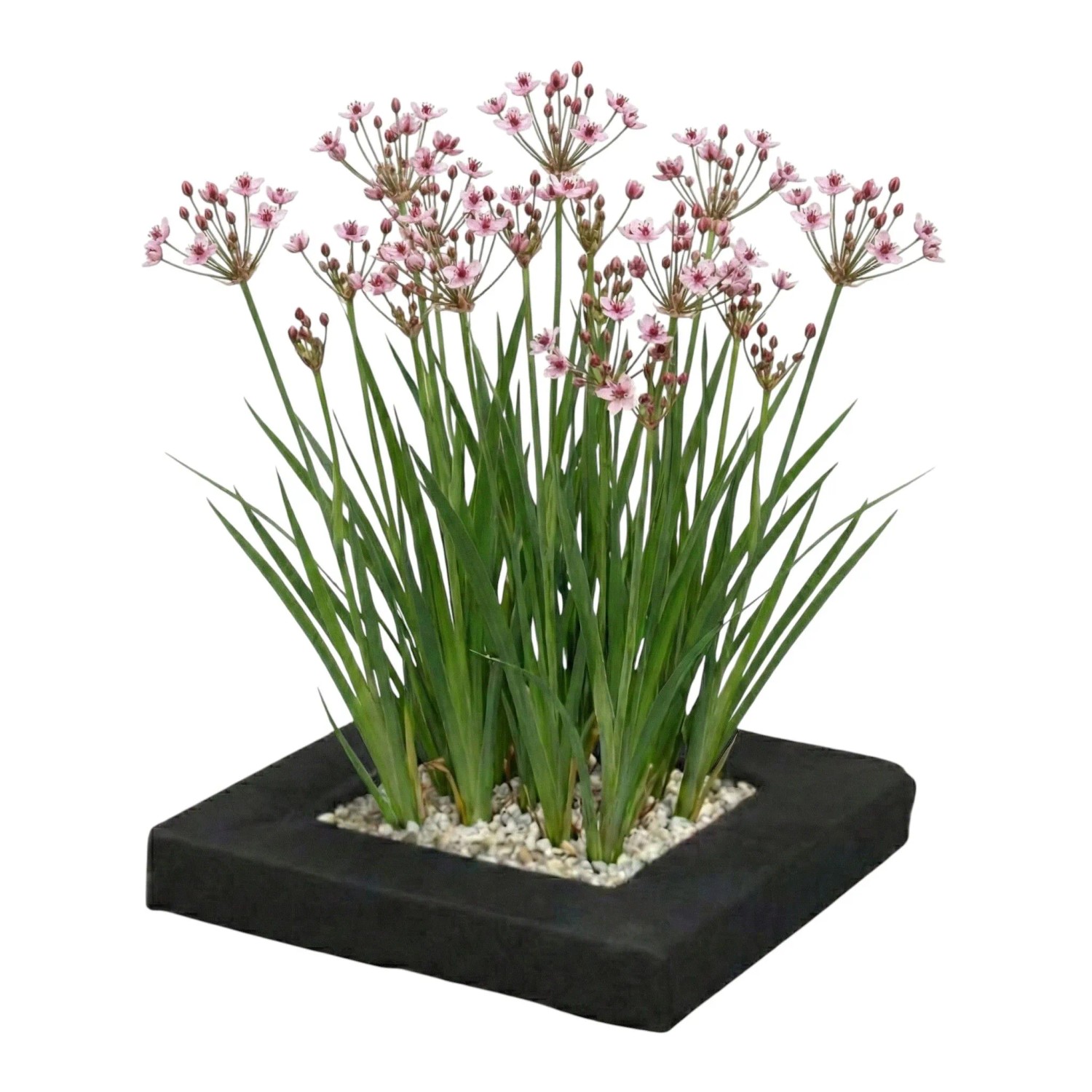 Vdvelde Schwimmende Pflanzeninsel Mit Schwanenblume 4 Wasserpflanzen Winterhart