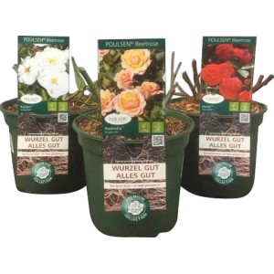 Poulsen Beetrosen im Topf, verschiedene Farben: weiße, gelbe und rote Rosen.