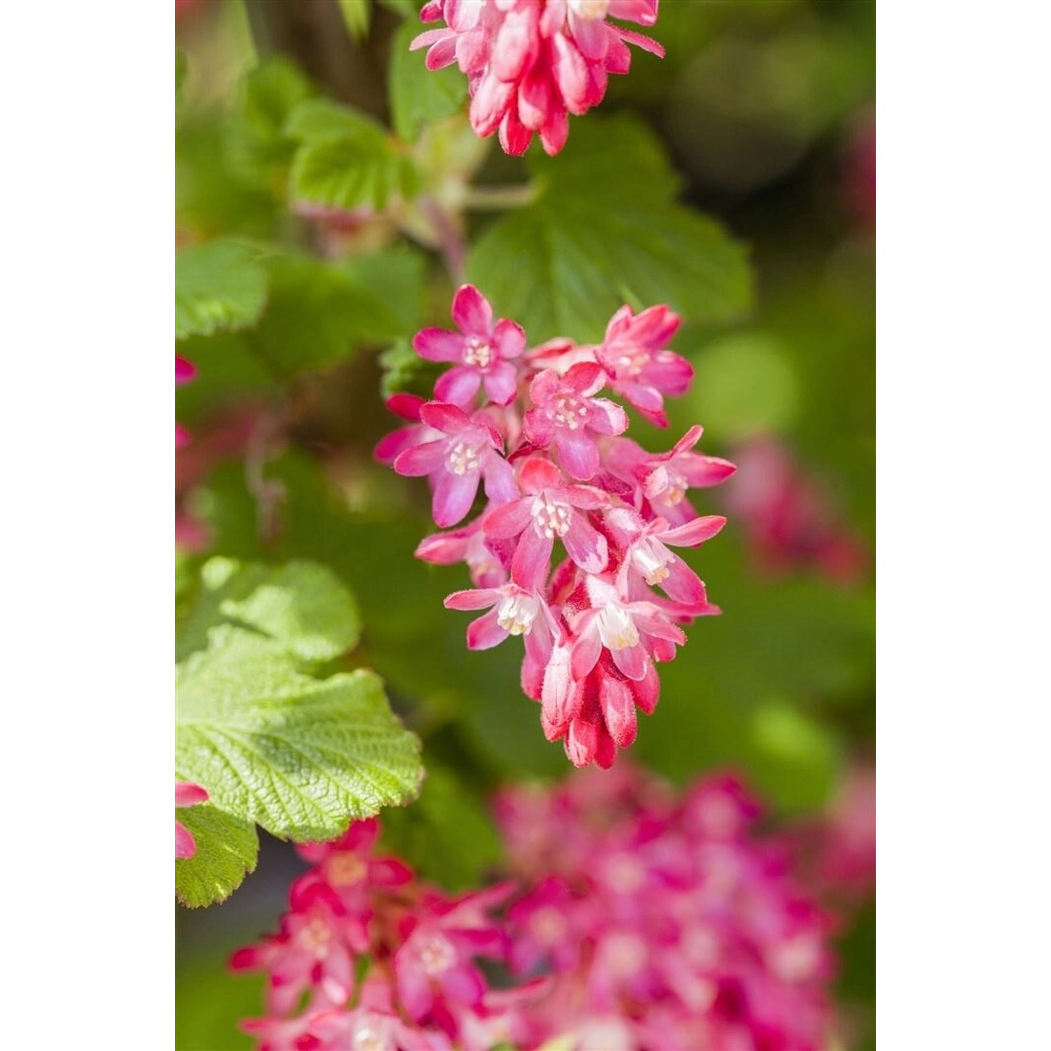 Ribes Sanguineum King Edward Vii Blutjohannisbeere Rot 60–80 cm günstig online kaufen