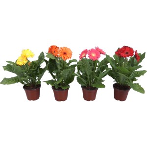 Gerbera in verschiedenen Farben im Topf (ca. 12 cm Ø).
