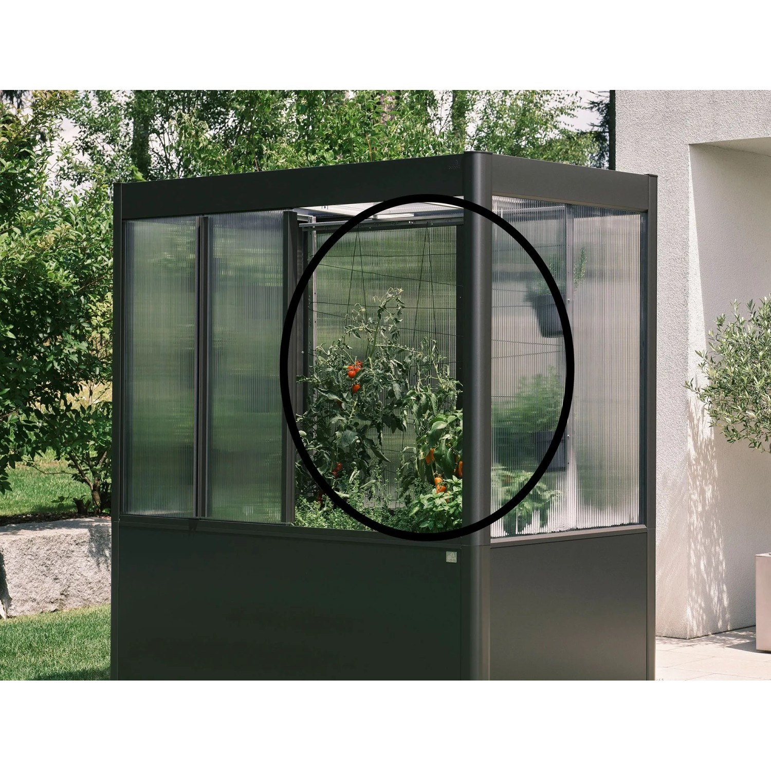 Biohort Rankhilfe im Gewächshaus Florentina, unterstützt Pflanzen beim Wachsen.