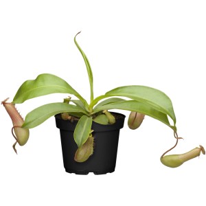 Kannenpflanze (Nepenthes) im Topf, ca. 9 cm Ø, exotische, fleischfressende Pflanze mit grünen Blättern und Kannen.