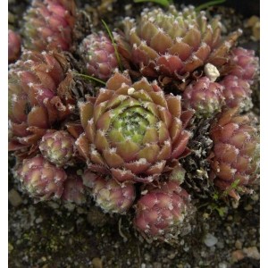 Nahaufnahme der Dachwurz 'Desert Bloom' (Sempervivum cultorum) mit rötlich-grünen Blättern.