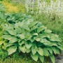 Gartenfunkie Hosta Undulata Erromena mit gewellten, grünen Blättern im Beet.