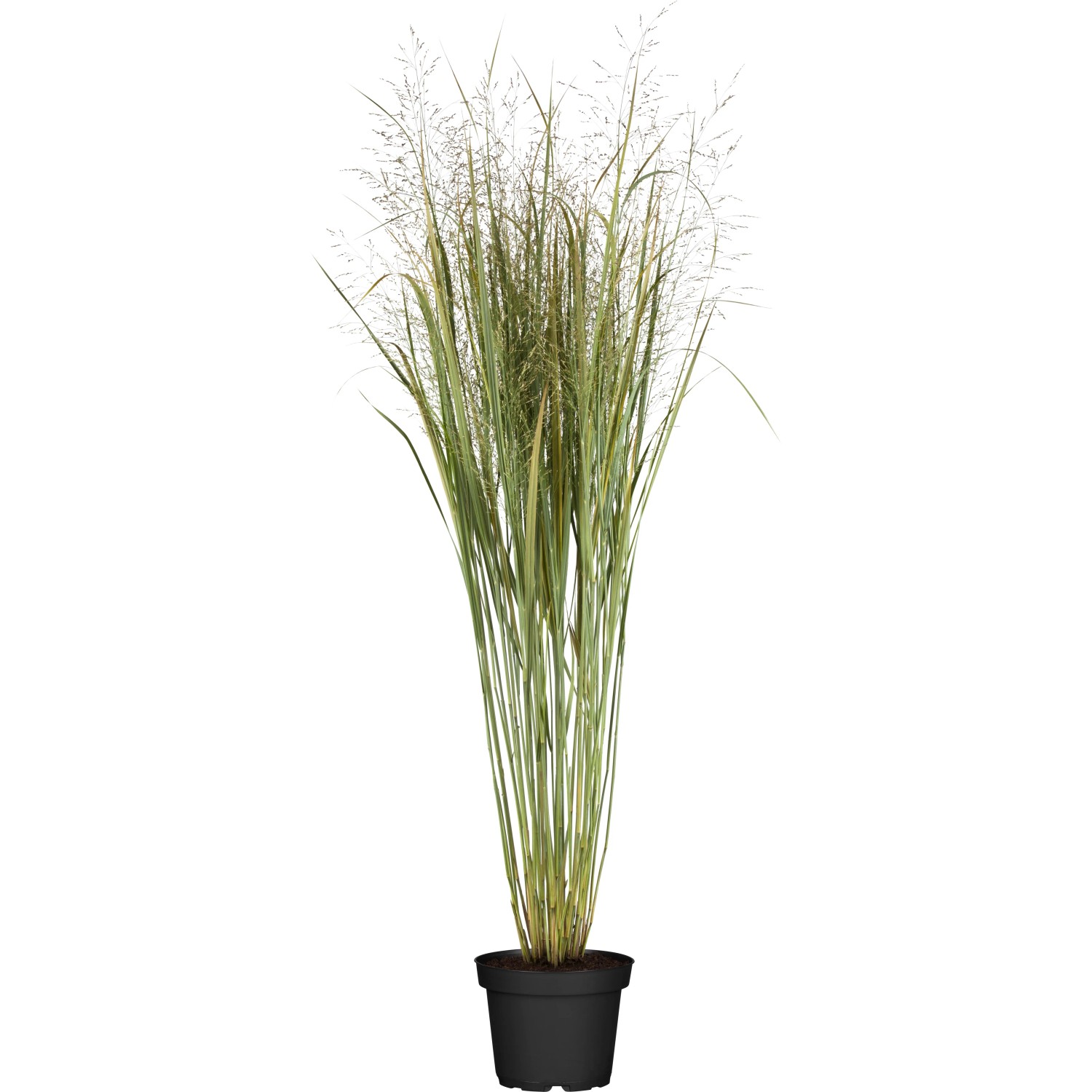 Rutenhirse Panicum virgatum Northwind Spät T19