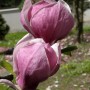Nahaufnahme: Rosafarbene Magnolie 'Ians Red' Blüte im Detail.
