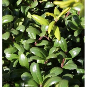 Detailaufnahme des Ilex crenata 'Glorie Dwarf' Kugelschnitt, ein immergrüner Strauch mit kleinen, glänzenden Blättern.