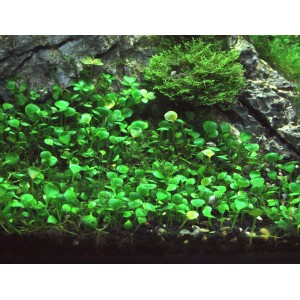 Dennerle Aquariumpflanze Marsilea Hirsuta In-Vitro im Detail, Zwergkleefarn für den Vordergrund.