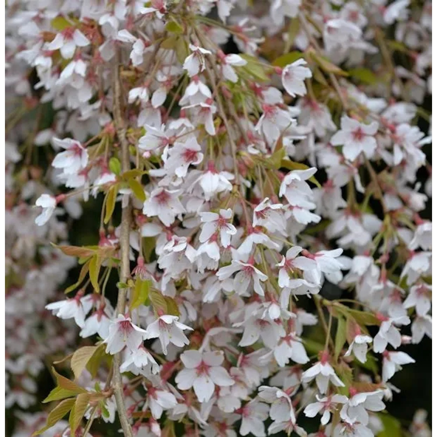 Frühlingshängekirsche 100-125cm - Prunus subhirtella