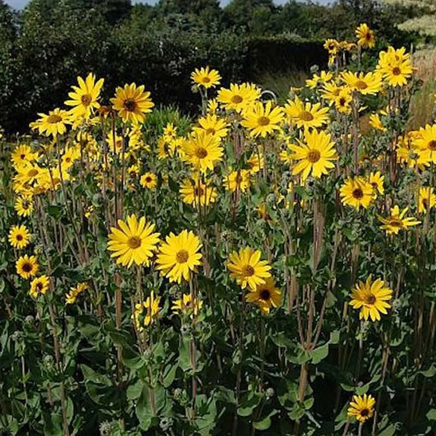 Stauden Sonnenblume Monarch - Helianthus atrorubens günstig online kaufen